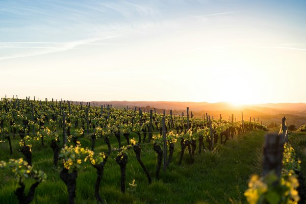 Quels sont les meilleurs circuits pour une visite des vignobles en Chili?