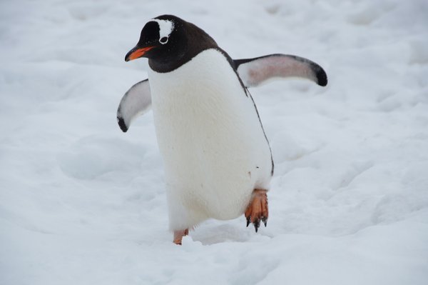 Comment organiser une expédition pour observer les pingouins en Antarctique?