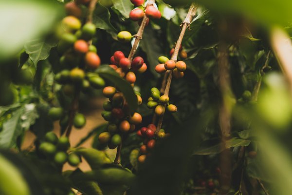 Comment organiser une visite des plantations de café en Colombie : circuits et dégustations ?